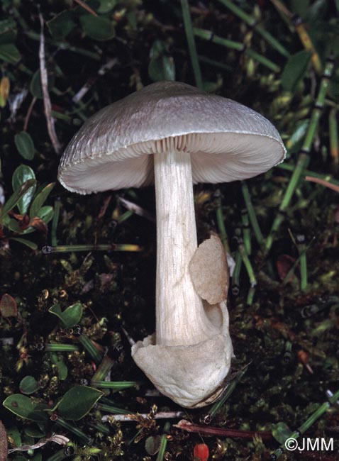 Volvariella fuscidula