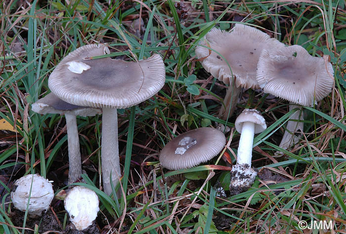 Amanita alseides