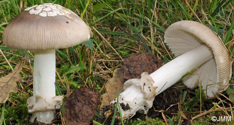 Amanita alseides