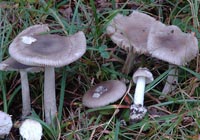 Amanita alseides