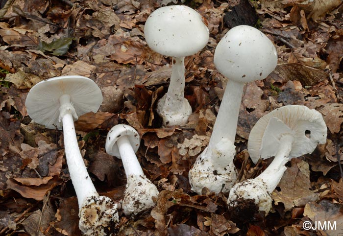 Amanita virosa var. levipes =  Amanita amerivirosa