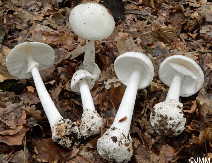 Amanita virosa var. levipes =  Amanita amerivirosa