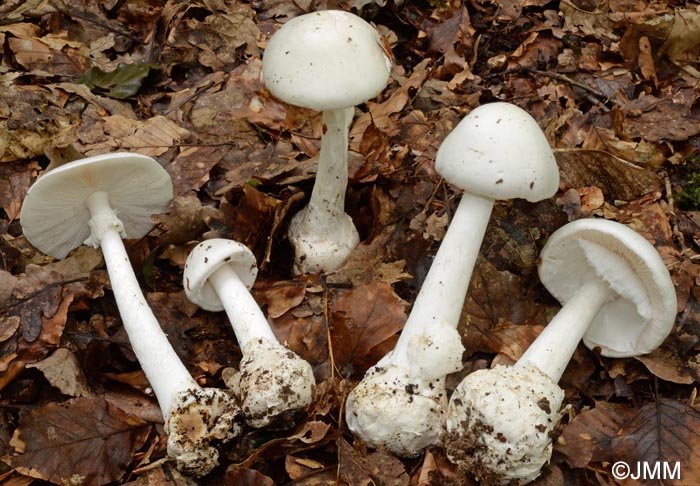 Amanita virosa var. levipes =  Amanita amerivirosa