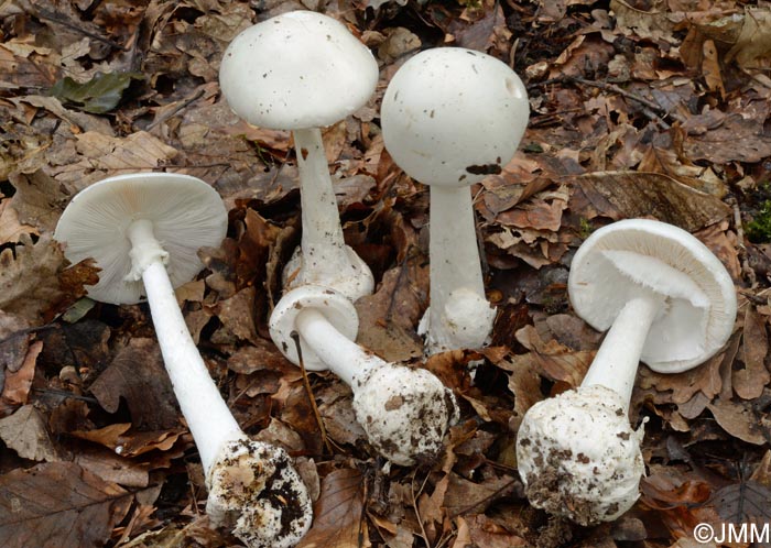 Amanita virosa var. levipes =  Amanita amerivirosa