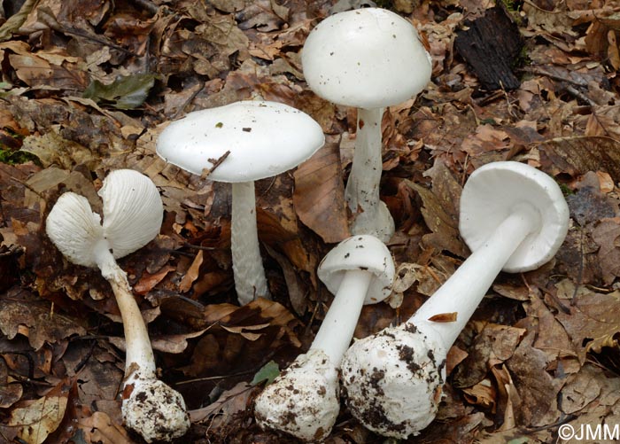 Amanita virosa var. levipes =  Amanita amerivirosa