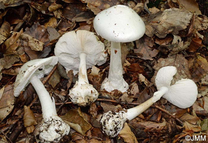 Amanita virosa var. levipes =  Amanita amerivirosa