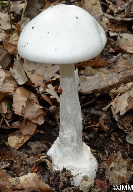 Amanita virosa var. levipes =  Amanita amerivirosa