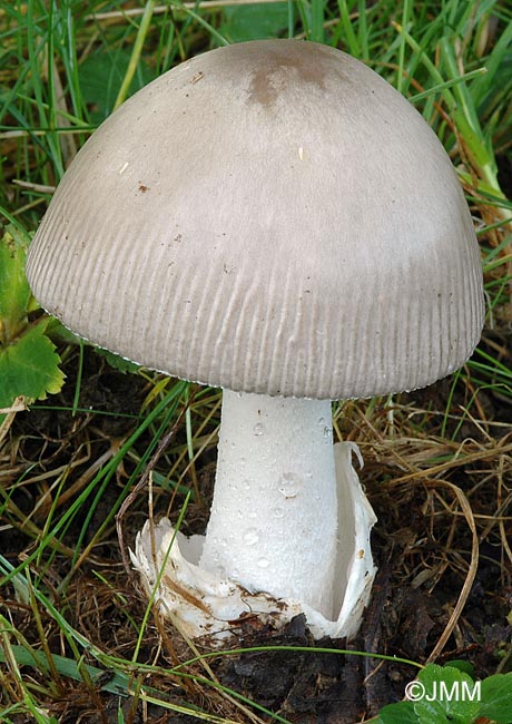 Amanita mairei var. argentea = Amanita argentea