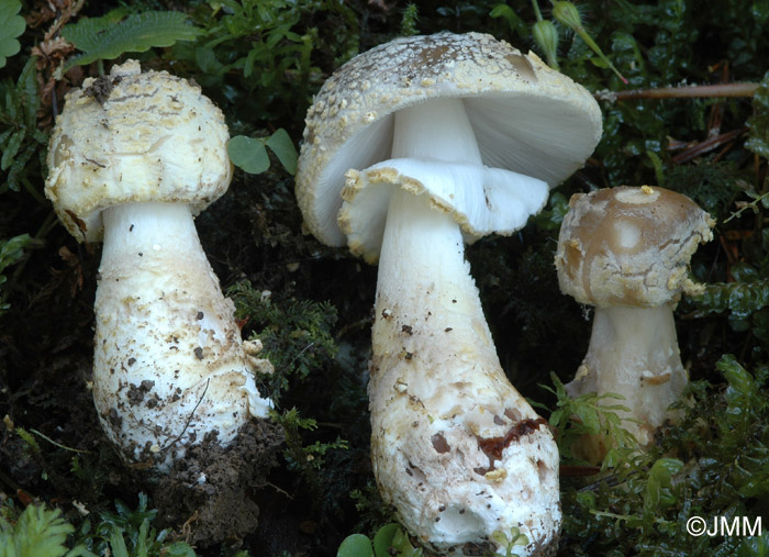 Amanita queletii