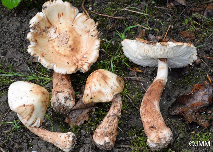 Amanita asteropus