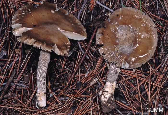 Amanita basiana