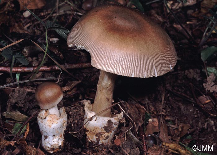 Amanita battarrae