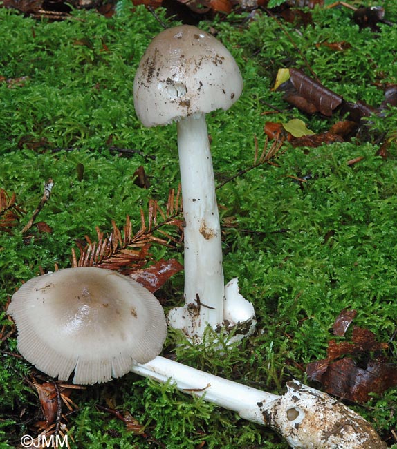 Amanita battarrae