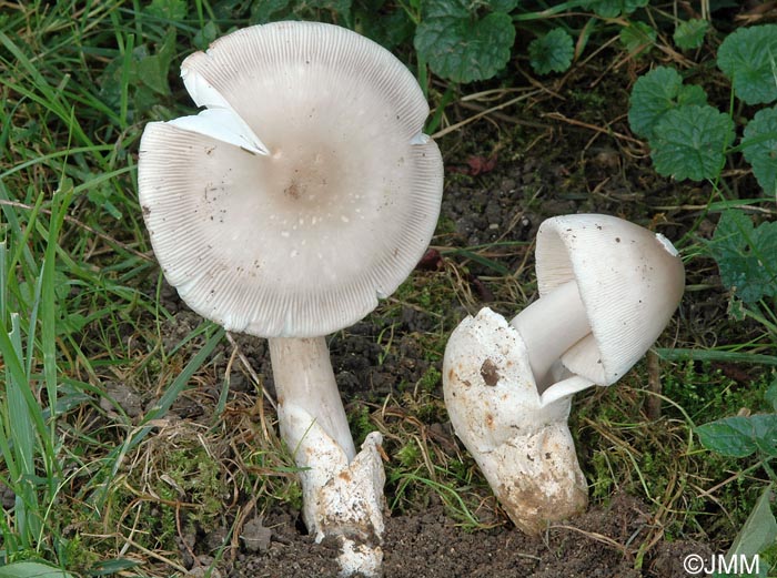 Amanita battarrae