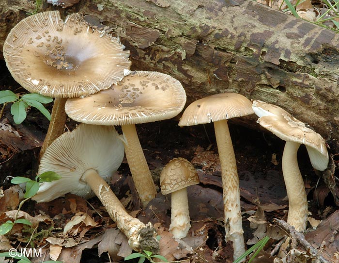 Amanita beckeri