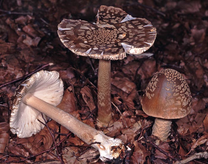 Amanita beckeri