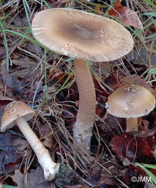 Amanita beckeri