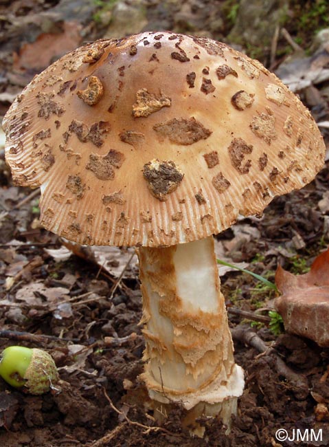 Amanita beckeri