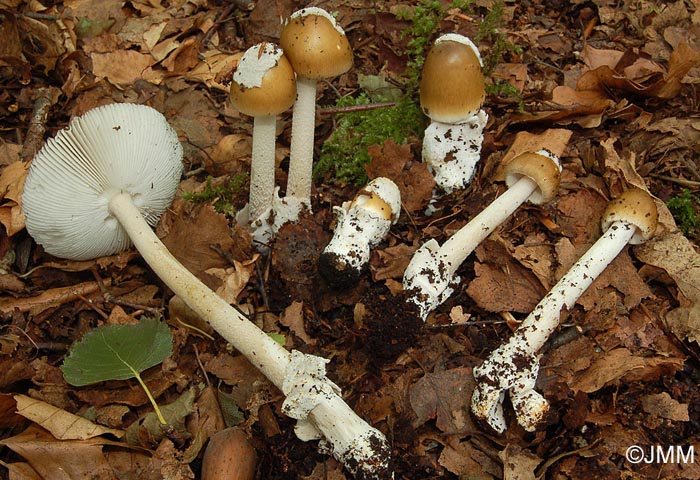 Amanita betulae