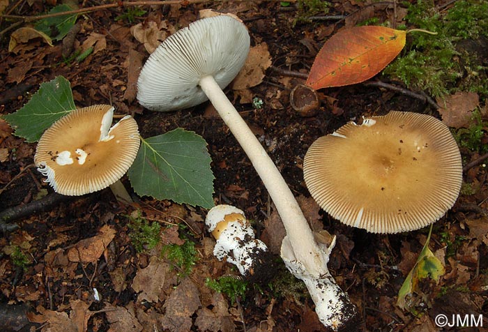 Amanita betulae