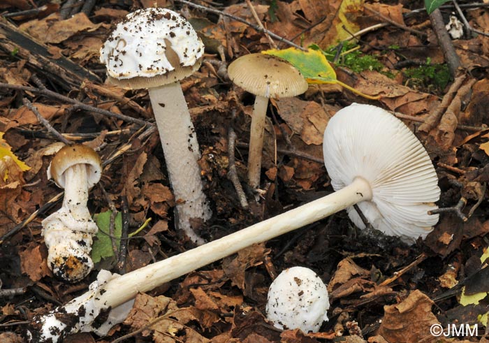 Amanita betulae