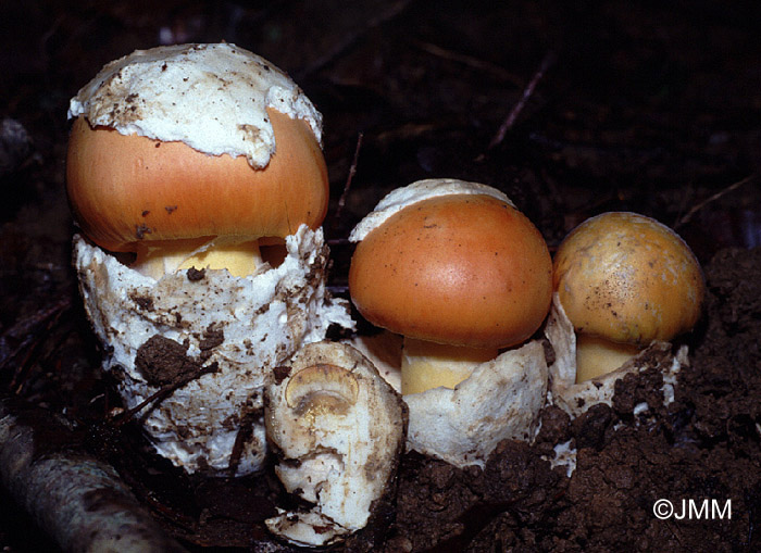 Amanita caesarea