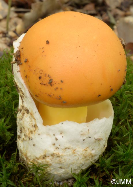 Amanita caesarea