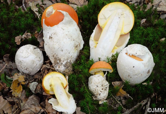 Amanita caesarea