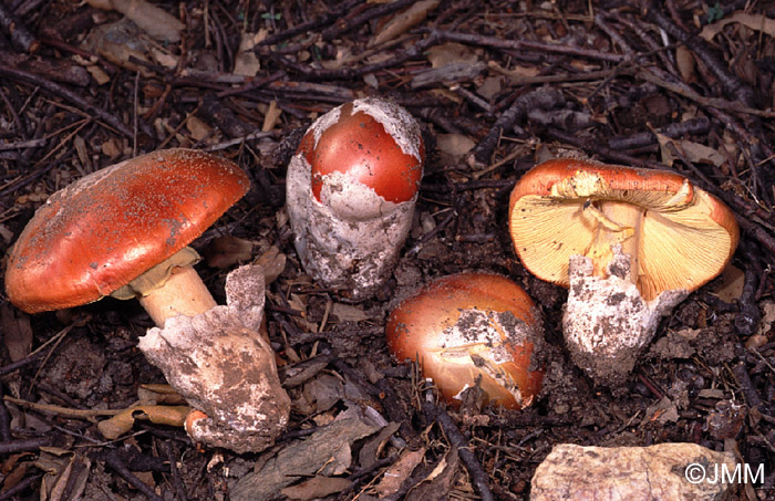 Amanita caesarea