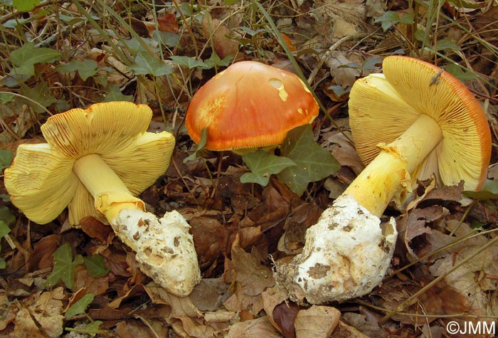 Amanita caesarea