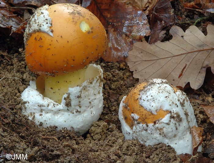 Amanita caesarea