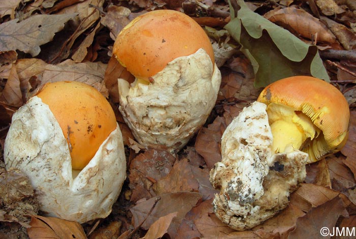 Amanita caesarea