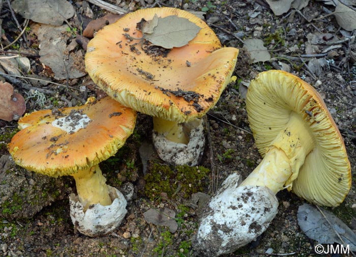 Amanita caesarea