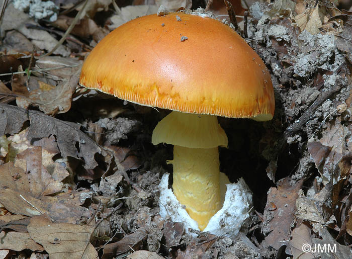 Amanita caesarea