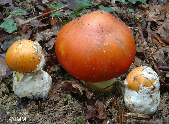 Amanita caesarea