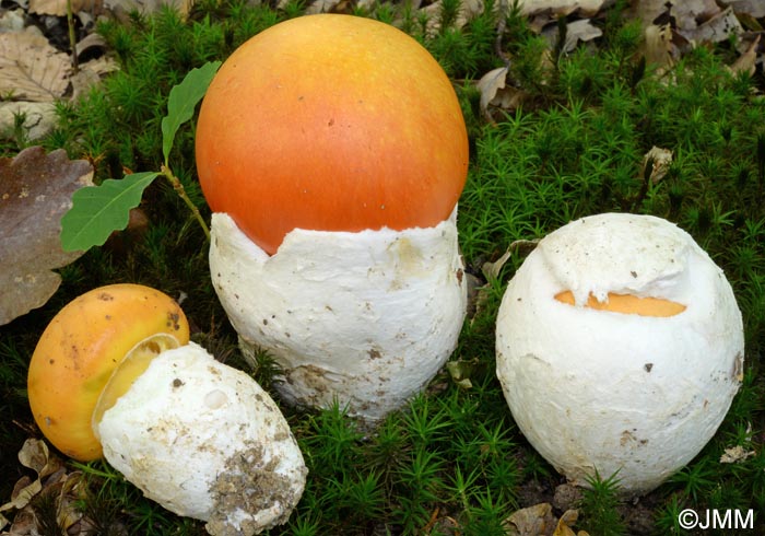 Amanita caesarea