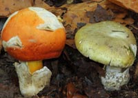 Amanita caesarea (G) et Amanita phalloides (D)