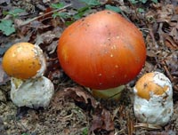 Amanita caesarea