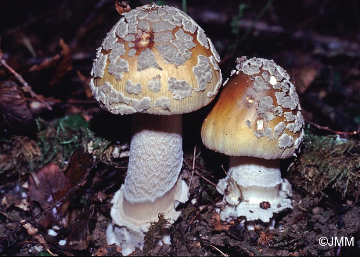 Amanita ceciliae