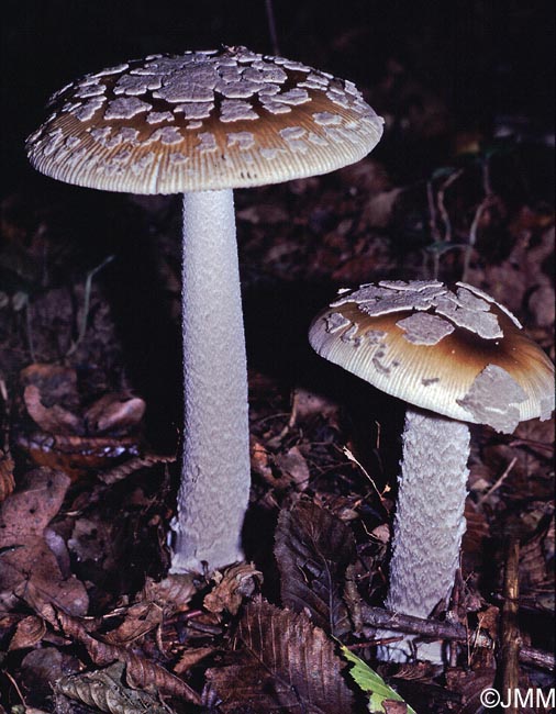 Amanita ceciliae