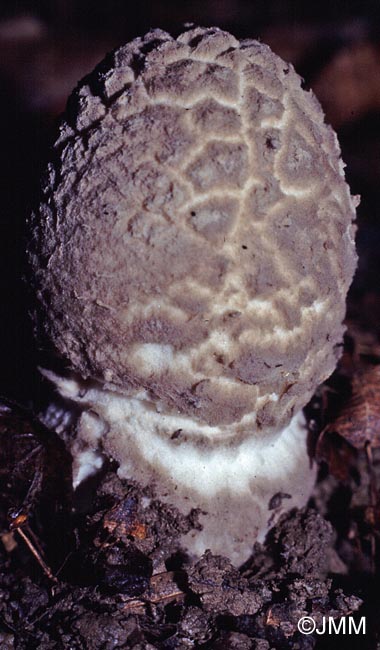 Amanita ceciliae