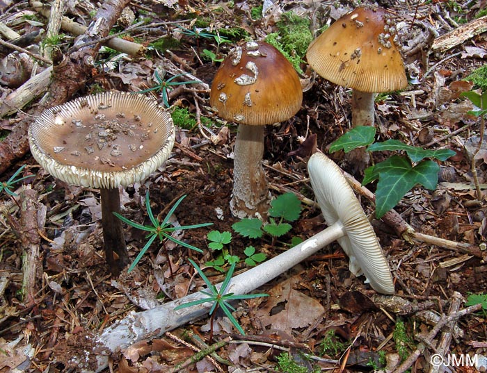 Amanita ceciliae