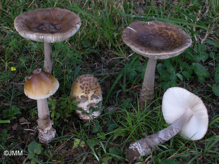 Amanita ceciliae