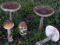 Amanita ceciliae