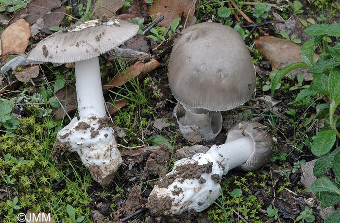 Amanita cistetorum