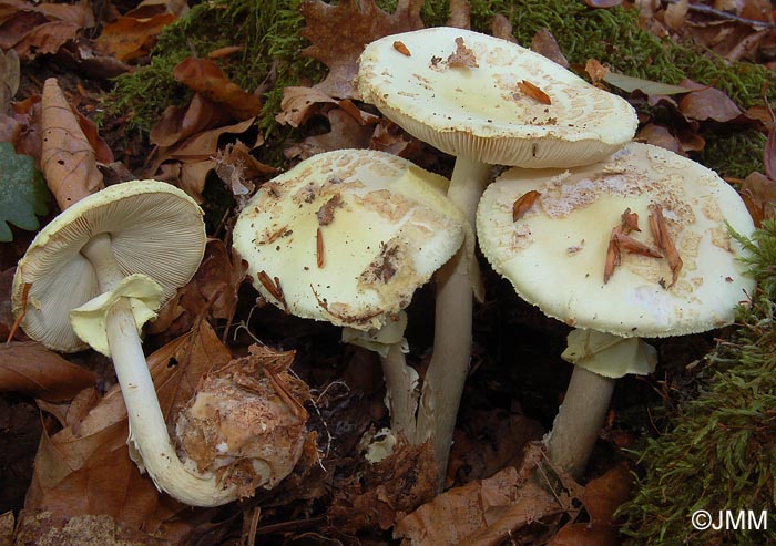 Amanita citrina