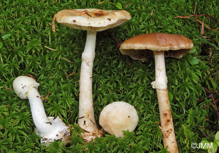 Amanita citrina forma