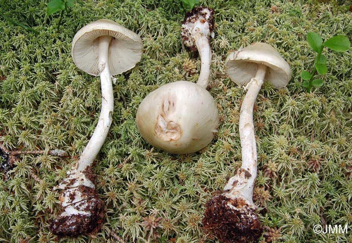 Amanita citrina forma