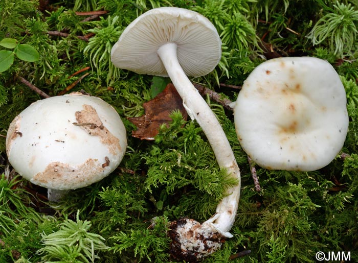 Amanita citrina forma