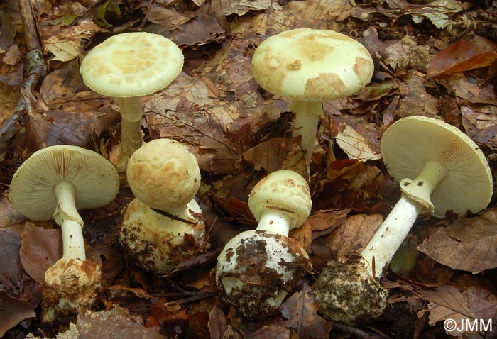 Amanita citrina